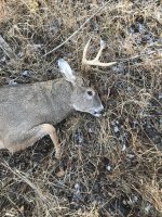IMG_3447.jpeg