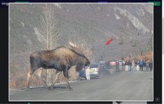 Giant Moose.jpg