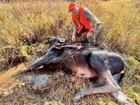 Moose Down.jpg