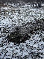 IMG_2093.jpeg