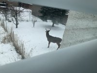 IMG_0966.JPEG