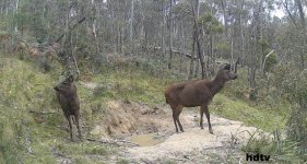 DSCF0847 alert hinds.jpg