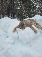 lynx 1.jpg