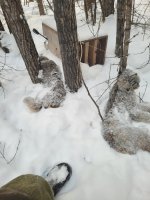Lynx 2.jpg