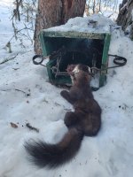 Marten 1,24.jpg