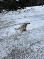 IMG_2184.jpeg