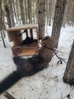 Fisher trap.jpg