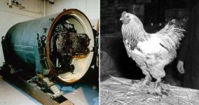 blue-peacock-alongside-chicken.jpg blue-peacock-alongside-chicken.jpg