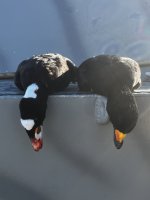 IMG_3240.jpeg
