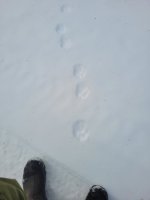 Lynx tracks.jpg
