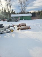 elk 2025.jpg