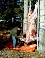 Moose being cut.jpg