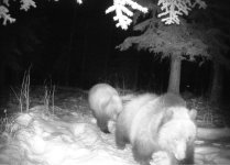 griz cubs in the snow crop.jpg