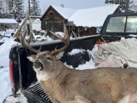 big woods whitetail buck 2024 without gun.jpg