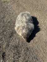 IMG_6240.jpeg