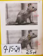 Range 9-15-24 Squirrel 25yds.jpg