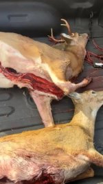 nov deer pics.jpg