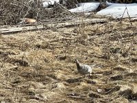 IMG_2735.jpeg