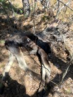 IMG_9957.jpeg
