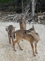 IMG_1704.jpeg