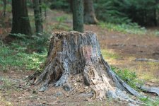 Tree_Stump2 (1).jpg