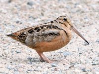 woodcock photo.jpg