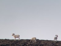 IMG_3443.jpeg IMG_3443.jpeg