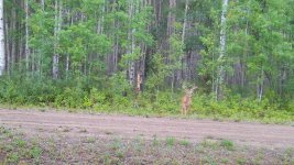 whitetail 1.JPG