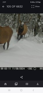 Bull snow.jpg