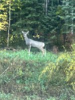 IMG_3255.jpeg