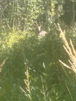 IMG_3264.jpeg