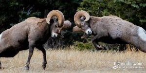 cc Bighorn-Rut-Season-Headbutt.jpg