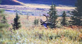 Caribou-Yukon-IMG_1206.JPG
