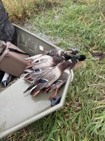 IMG_2308.jpeg IMG_2308.jpeg