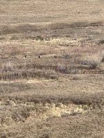 IMG_4322.jpeg IMG_4322.jpeg