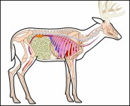 Deer-Anatomy.jpg