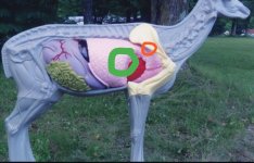 shotplacementdeer.jpg
