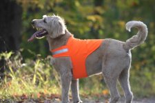 safetyvest_orange-2695953389.jpg