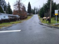 LakeCowichan.jpg