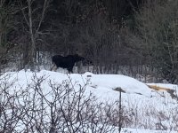 IMG_6529.jpeg