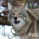 RVG_Don
