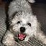 Baxtercharlie