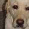 muttley