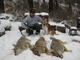 bowhunter321
