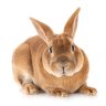 rabbits