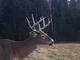 Deerdr