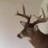 BBD