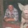 bullcoon