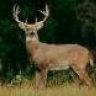 hunter.d