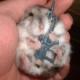 Kampfhamster